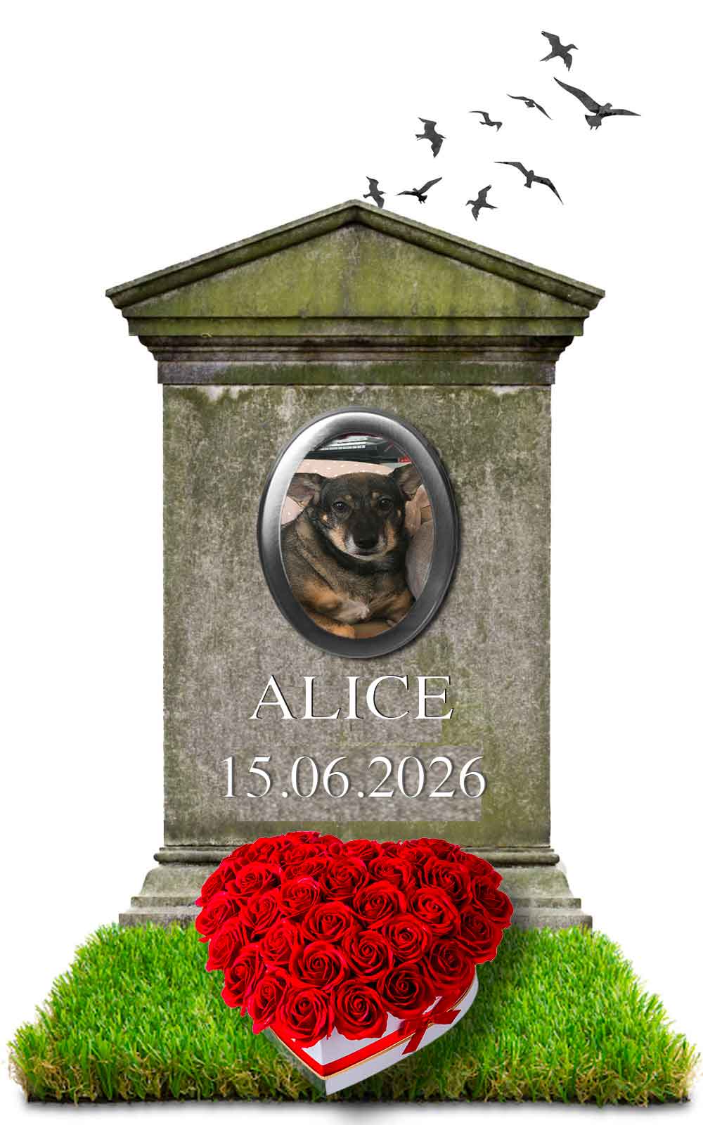 ALICE 15.06.2026